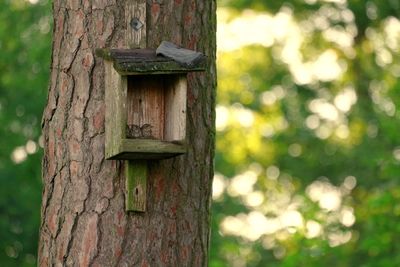 Close-up of birdhouse on tree trunk