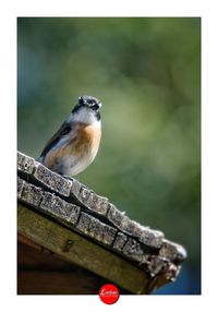 Low angle view of bird perching on wood