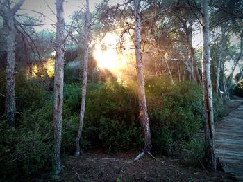 Sun shining through trees in forest