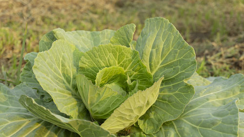 Close-up of green leaves