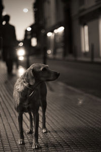 Close-up of dog on sidewalk at night