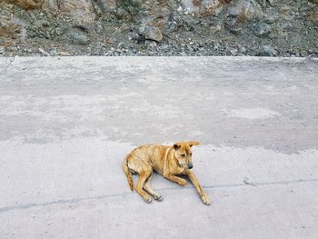 High angle view of a dog on the road