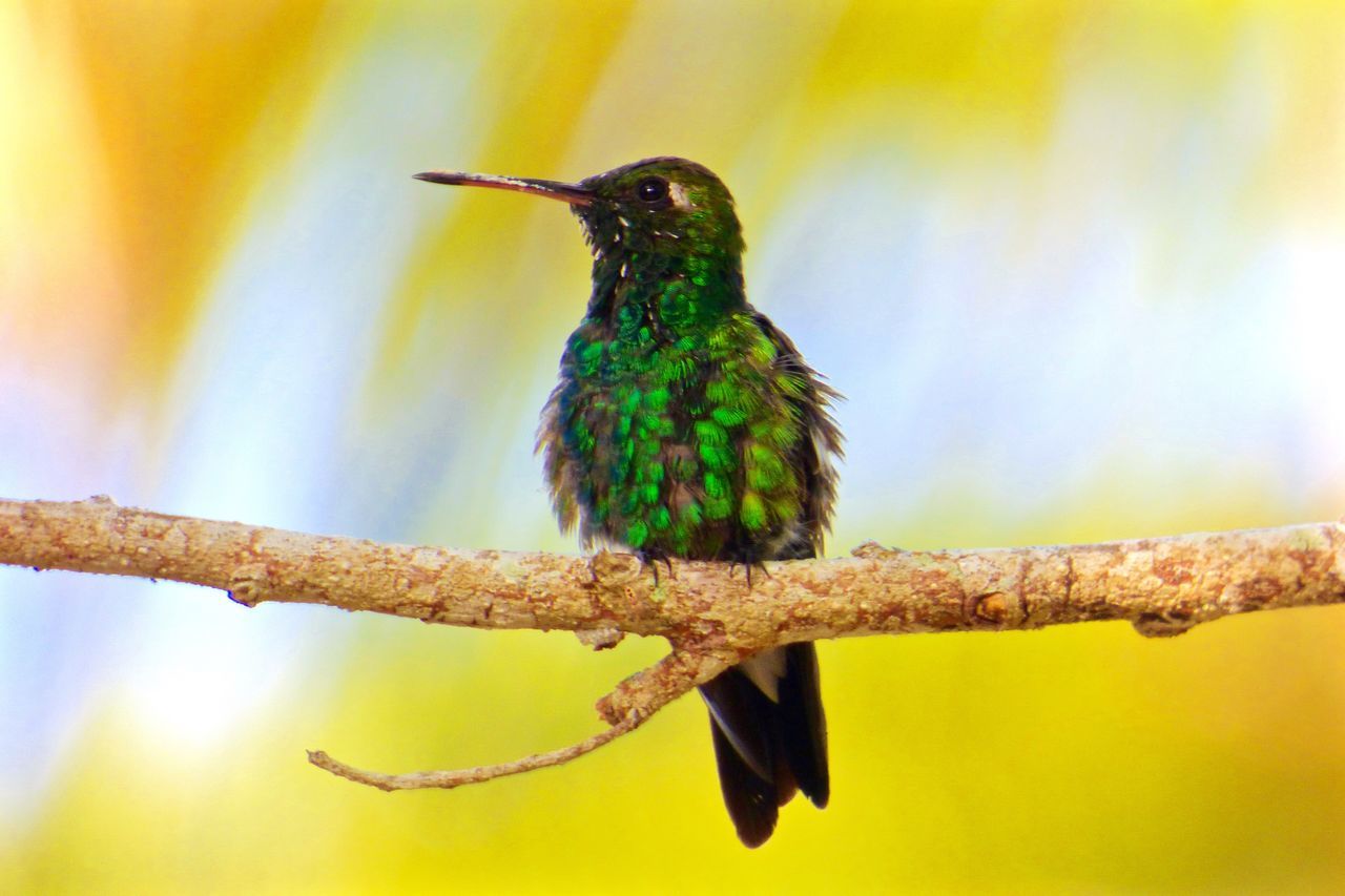 one animal, animal themes, animals in the wild, wildlife, insect, focus on foreground, close-up, perching, nature, selective focus, bird, full length, branch, no people, plant, outdoors, beauty in nature, day, yellow, zoology