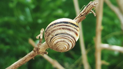 Close-up of insect on tree