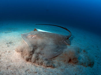 Round stingray swimming in sea digs at the ground