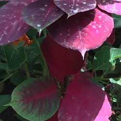 Close-up of pink flowers