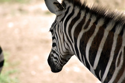 Close-up of a zebra