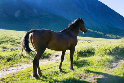 Horse on field