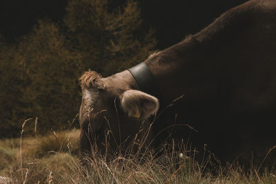 Close-up of a cow on a field