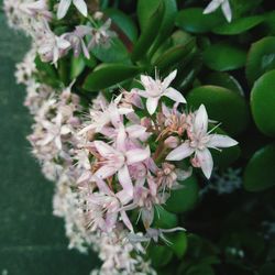 Close-up of pink flowers