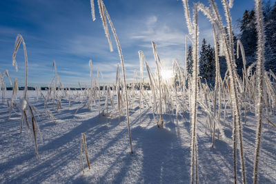 Reeds with hoarfrost by a frozen lake