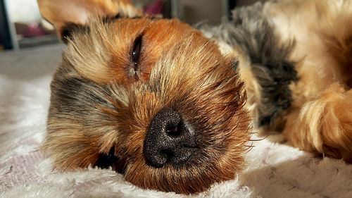 Close-up of a dog at home