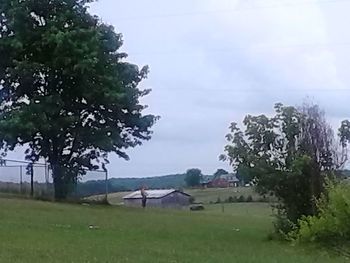 View of trees on landscape