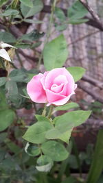 Close-up of pink rose