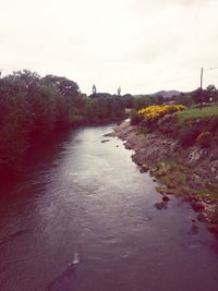 View of trees by river