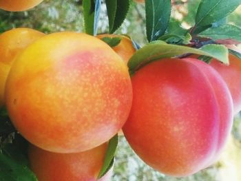 Close-up of cherries on tree