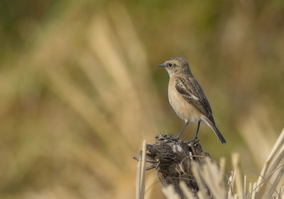 Close-up of bird perching on a plant