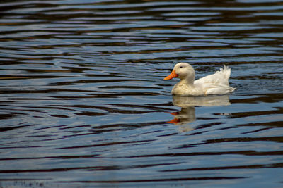 View of duck swimming in lake