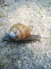 Close-up of snail