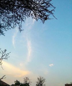 Low angle view of bare trees against blue sky