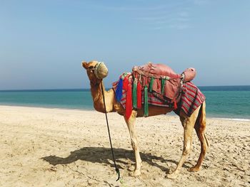 View of a camel on the beach