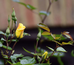 Close-up of flower bud