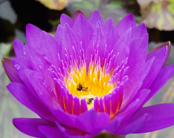 Close-up of purple lotus water lily