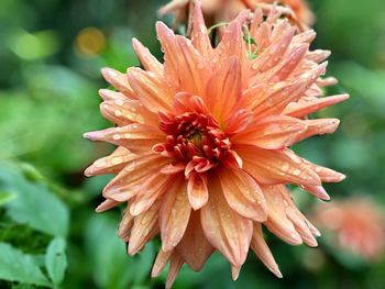 Close-up of wet orange / pink dahlia with raindrops 