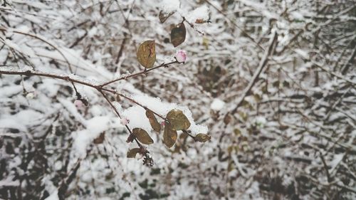 Close-up of snow on plant