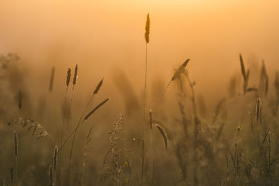 Fly on high grasses in spring morning light with misty background