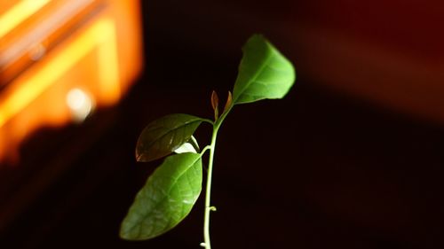 Close-up of plant leaves at night