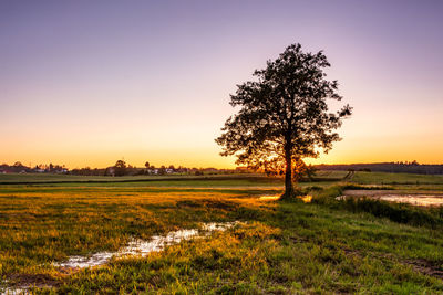 Tree on field against sky during sunset