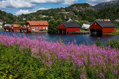 Purple flowering plants by building against sky