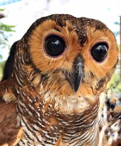 Close-up portrait of owl