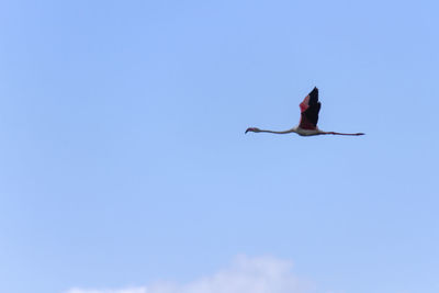 Low angle view of bird flying against blue sky