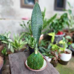 Ornamental plants in garden and nature