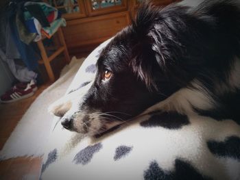 Close-up of a dog resting at home