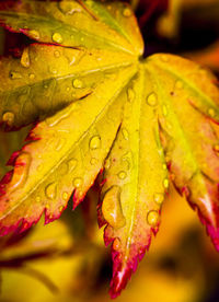 Close-up of leaves on leaf