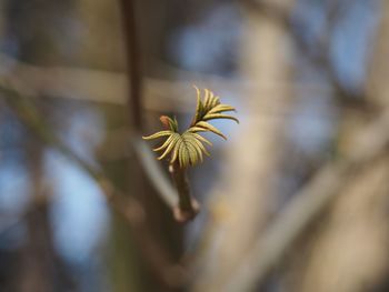 Close-up of yellow flowering plant