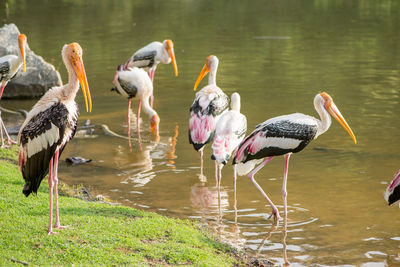 View of ducks in lake