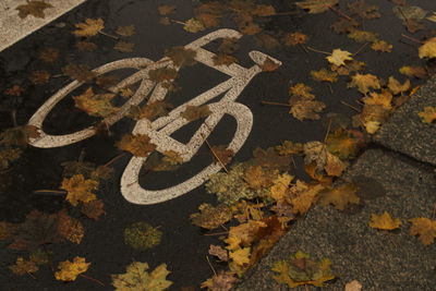 Close-up of arrow sign on autumn leaves