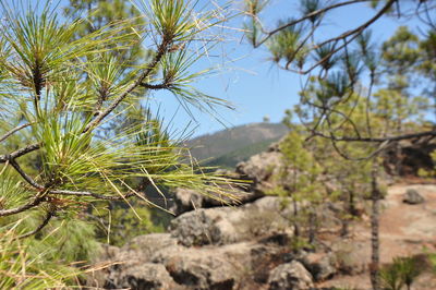 Close-up of plants on land against sky