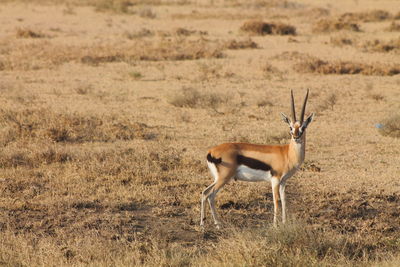 Antelope standing on field