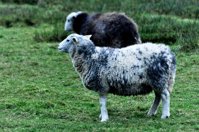 Sheep in a field