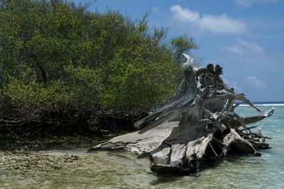 Dead tree against sky