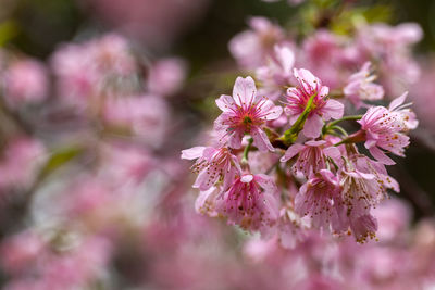 Close-up of pink cherry blossoms