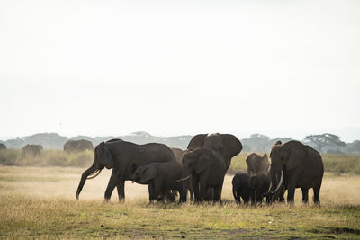 Elephants on field against clear sky