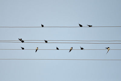 Low angle view of birds flying against clear sky