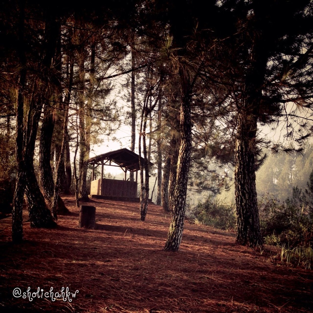 tree, tranquility, built structure, tranquil scene, architecture, tree trunk, nature, building exterior, growth, scenics, branch, bare tree, beauty in nature, outdoors, sky, forest, day, landscape, autumn, non-urban scene