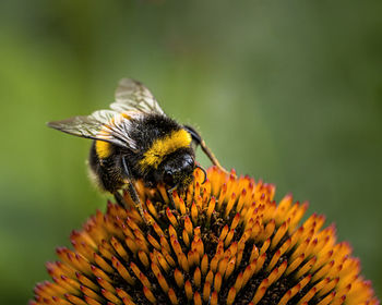 Close-up of bee on yellow flower